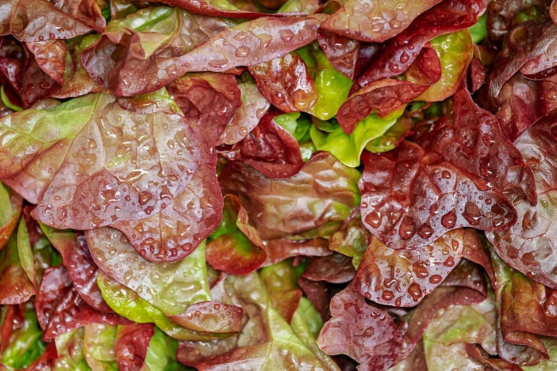 Salad with Fresh Herbs